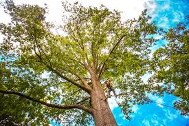 Best Storm Damage Tree Cleanup  in Bishop, CA