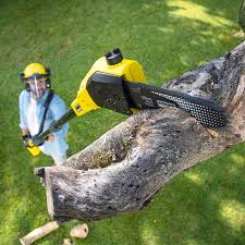 Best Lawn Maintenance Plans  in Bishop, CA
