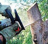 Best Emergency Tree Removal  in Bishop, CA