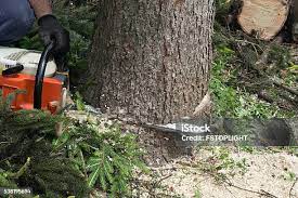 Bishop, CA Tree Care Company