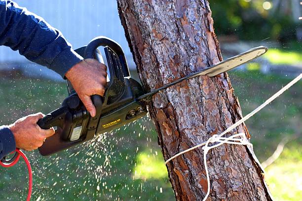How Our Tree Care Process Works  in  Bishop, CA