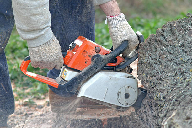 Best Root Management and Removal  in Bishop, CA