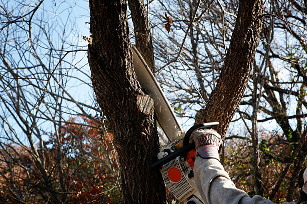 Best Stump Grinding and Removal  in Bishop, CA