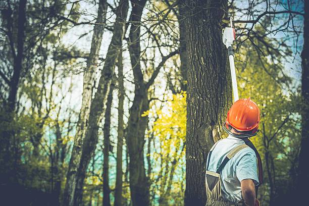 Best Commercial Tree Services  in Bishop, CA