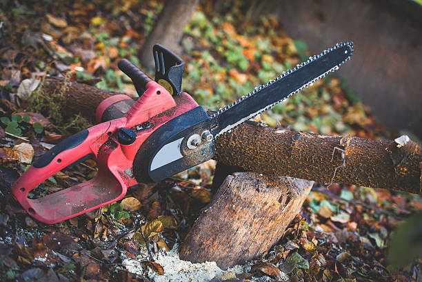 Best Tree Trimming and Pruning  in Bishop, CA