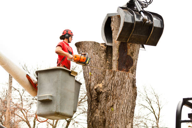Best Tree Preservation Services  in Bishop, CA